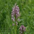 Orchis_militaris_ak4297