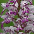 Orchis_militaris_ak4307