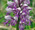 Orchis_militaris_bx1198