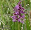 Orchis_morio_aa8858