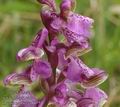 Orchis_morio_aa8875