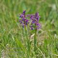 Orchis_morio_bc2510