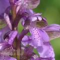 Orchis_morio_bc2523