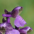 Orchis_morio_bc2531