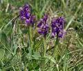 Orchis_morio_bt6846