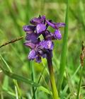 Orchis_morio_bt6852