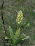 Orchis_pallens_dc7913