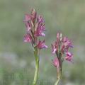 Orchis_papilionacea_ae5500