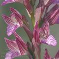 Orchis_papilionacea_ae5501