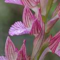 Orchis_papilionacea_ae5508