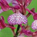 Orchis_papilionacea_ae5870