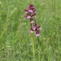 Orchis_papilionacea_ae5877