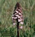 Orchis_purpurea_4885