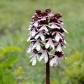 Orchis_purpurea_ae2554