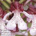 Orchis_purpurea_ae2563