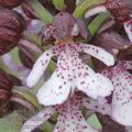 Orchis_purpurea_ae2566