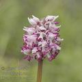 Orchis_simia_ae3156