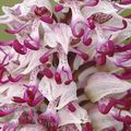 Orchis_simia_ae3189