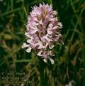 Orchis_tridentata_4887