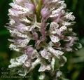 Orchis_tridentata_4888