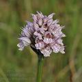 Orchis_tridentata_ae2220