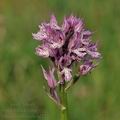 Orchis_tridentata_ae2223