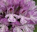 Orchis_tridentata_ae2228