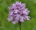 Orchis_tridentata_br7495