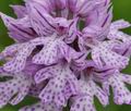 Orchis_tridentata_br7501