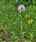 Orchis_tridentata_br7520