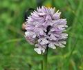 Orchis_tridentata_br7523