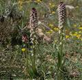 Orchis_ustulata_4890