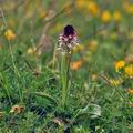 Orchis_ustulata_bg3536