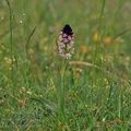 Orchis_ustulata_bg3538