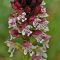 Orchis_ustulata_bg3547