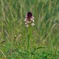 Orchis_ustulata_bg3552