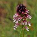 Orchis_ustulata_bg3554