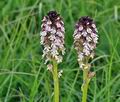 Orchis_ustulata_br8017