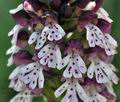 Orchis_ustulata_br8031