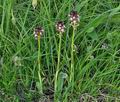 Orchis_ustulata_br8035