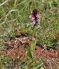 Orchis_ustulata_bt7749