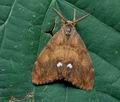 Orgyia_antiqua_ce9783s