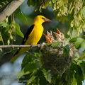 Oriolus_oriolus_ee6025