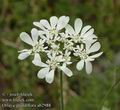 Orlaya_grandiflora_ab2988