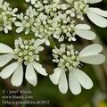 Orlaya_grandiflora_ab3012