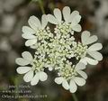 Orlaya_grandiflora_ab3019