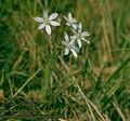 Ornithogalum_comosum_4891