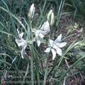 Ornithogalum_nutans_9081