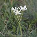 Ornithogalum_oligophyllum_ah1425