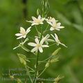 Ornithogalum_pyramidale_af0968